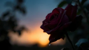 midnight rose fragrance fragrance photo 0